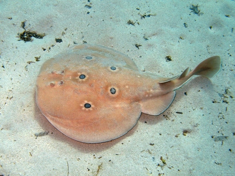 Orme sulla sabbia 2... (Torpedo torpedo)